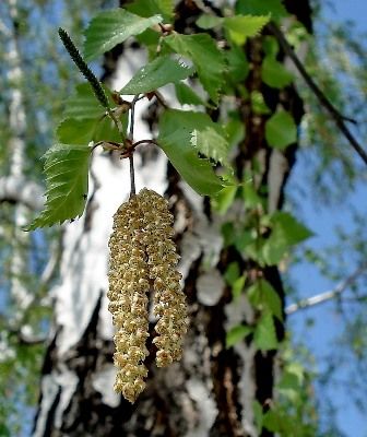 Еліксир для судин (30 мл)