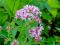 Еліксир для жінок (30 мл)